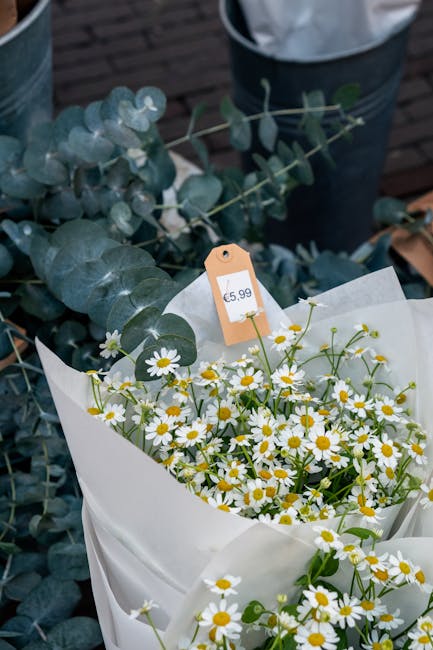 A bouquet of fresh, small white daisies with yellow centers, arranged in white wrapping paper, accompanied by sprigs of green eucalyptus with rounded, silver-green leaves. The daisies are densely pack
