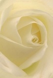 This close-up spirit of a cream-white rose draws you straight into its core, where each delicate petal unfurls like pages of a cherished letter delivered on Wingletye Lane. The spiral is soft and welcoming, the textures feather-light like morning mist over Hornchurch's village green. Gentle daylight brings out the fine shadows and highlights within each fold, adding a sense of quiet drama-much like the anticipation before a heartfelt moment or thoughtful gesture shared among neighbours. As a florist rooted in Hornchurch, I recognize in this rose a symbol of utmost respect and new beginnings, ideal for moments of sympathy or admiration. Its subtle, sweet fragrance seems almost tangible, the kind that softly fills a local home after a fresh delivery. In this image, the artistry and intention behind every petal are evident, echoing the warmth and sincerity found throughout our Hornchurch community.